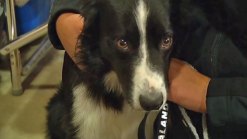 Canines Compete to be Top Dog