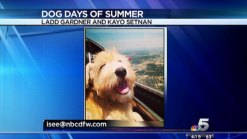 Dog Days of Summer: Winsten, June, Saint and Halo