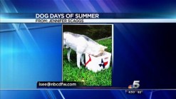 Dog Days of Summer: Rocky and Leo