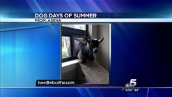 Dog Days of Summer:  Dos, Tres and The Goat