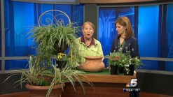 How To Keep Container Gardens