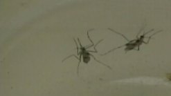 Second Flower Mound Mosquito Tests Positive for WNV