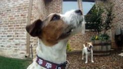 Vets Warn Pet Owners of Snake Danger