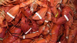 Man Stole Lobsters, Crab to Impress Date: Cops