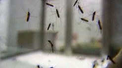 Human West Nile Virus Case Confirmed
