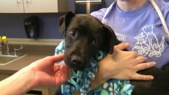 Dogs Displaced During Okla. Tornado Need Homes