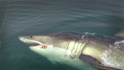 Great White Shark Sighting Off N.J.