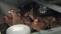 Bringing Back the Bobwhite Quail