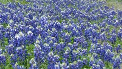 Flower Mound Foundation Seeks New Logo