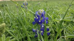 Bluebonnets in Bloom - April 4, 2013