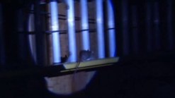 Rats Infest Burleson Neighborhood