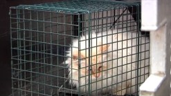 Man Surrenders Pet After Rabies Warning