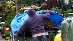 Tropical, Summer Plants Could be in Trouble Thursday Night