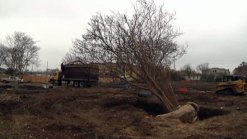 Denton Group Works to Save Trees