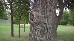 Saving Denton's Tree Canopy
