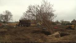 Denton Group Protects Trees in Construction Sites