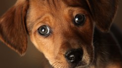 Pet Food Maker Issues Recall