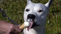 Pet-Friendly Ice Cream Shop Offering Free Sundaes