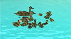 Ducks Stay Cool in Plano Pool