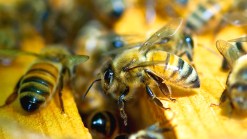 Central Texas Man Dies After Bee Attack