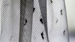 Dallas Starts Mosquito Spraying