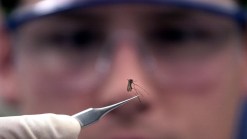 Deaths From West Nile Virus Hit Record Last Year
