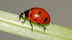 Ladybug Release Brings Neighbors Together