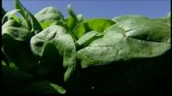 New Spinach Recall Prompts Salmonella Warning