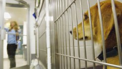 Sixty Dogs Euthanized After Contracting Parvo