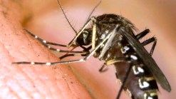 Tarrant County Confirms First West Nile Case of 2013