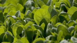 Organic Spinach Sold in Texas on Recall List