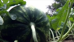 Urban Gardening Takes Root in Denton