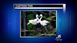 Caption This: Love Birds