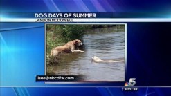 Dog Days of Summer May 22, 2013