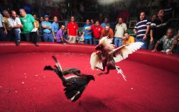Over 100 Arrested in Cockfighting Bust