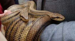 Snakes Crawl From Pants Pocket, Cause Crash