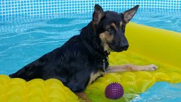 Dog Days of Summer - Gallery III