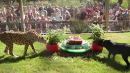 Dallas Zoo Celebrates Cheetah-Dog BFF Birthday