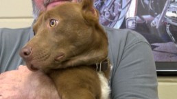 Pit Bull Mix Wins Hearts
