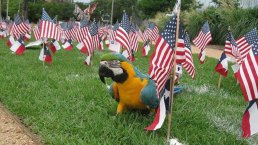 Your Patriotic Photos 2015