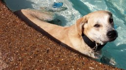 Dog Days of Summer II