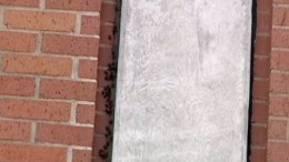 UNT Bees Need to Go