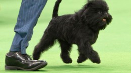 Dog Show