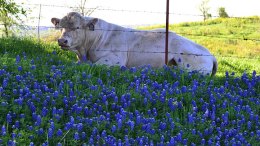 Bluebonnets in Bloom