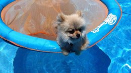 Dog Days of Summer 2012 - Gallery I