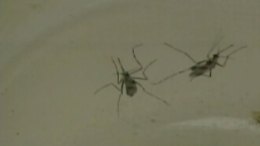 Second Flower Mound Mosquito Tests Positive for WNV