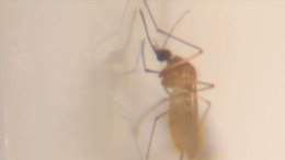Dallas Begins West Nile Virus Prevention Campaign