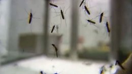 Man, 58, Diagnosed with West Nile Virus