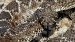 iPhone App for Texas Snakes