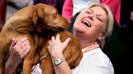 Show Dogs: Westminster 2012